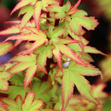 Acer Palmatum Koto Maru v.9 indicato per bonsai.