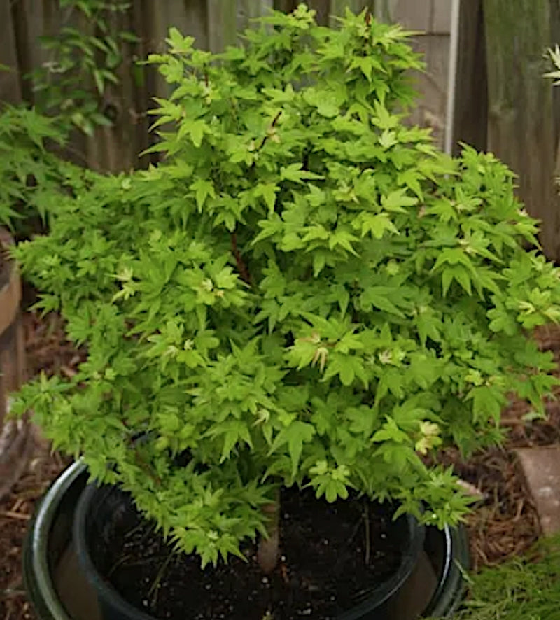 Acer Palmatum Koto Maru v.9 indicato per bonsai.