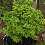 Acer Palmatum Koto Maru v.9 indicato per bonsai.