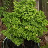Acer Palmatum Koto Maru v.9 indicato per bonsai.