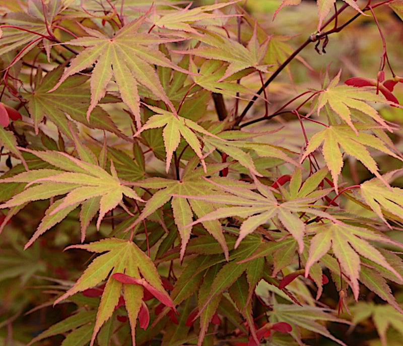 Acer palmatum Nicholsonii v.9