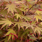 Acer palmatum Nicholsonii v.9