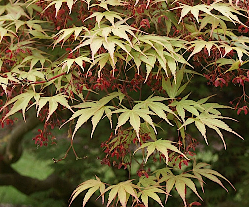 Acer palmatum Nicholsonii v.9