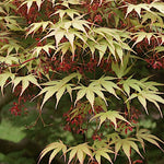 Acer palmatum Nicholsonii v.9