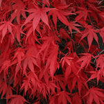 Acer palmatum Nicholsonii v.9