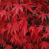 Acer palmatum Nicholsonii v.9