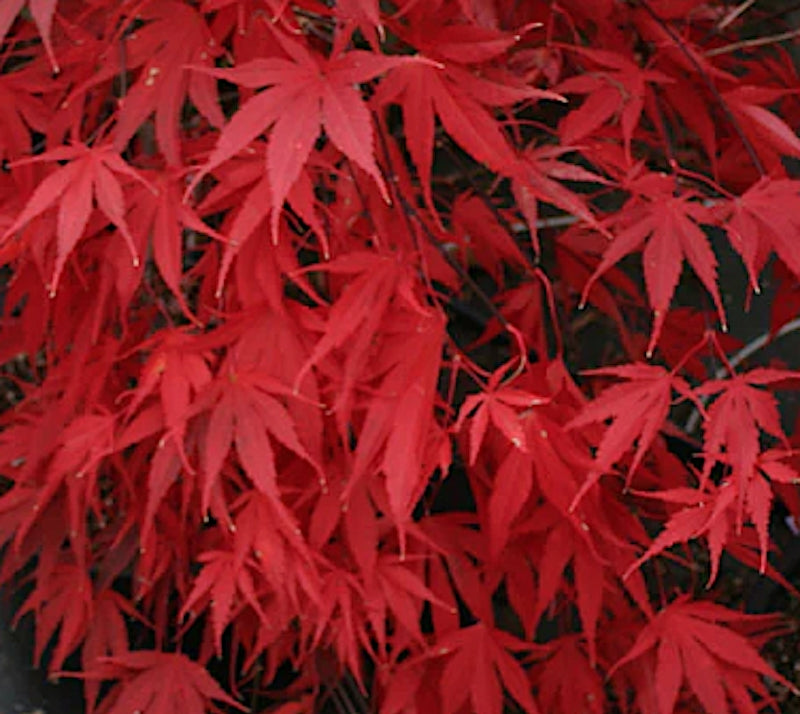 Acer palmatum Nicholsonii v.9