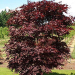 Acer palmatum O- Kagami v.9