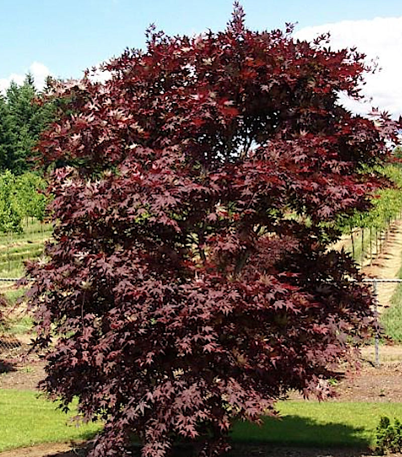 Acer palmatum O- Kagami v.9