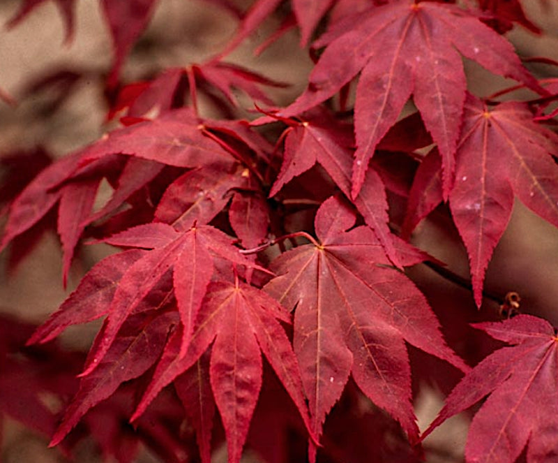 Acer palmatum O- Kagami v.9