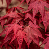 Acer palmatum O- Kagami v.9