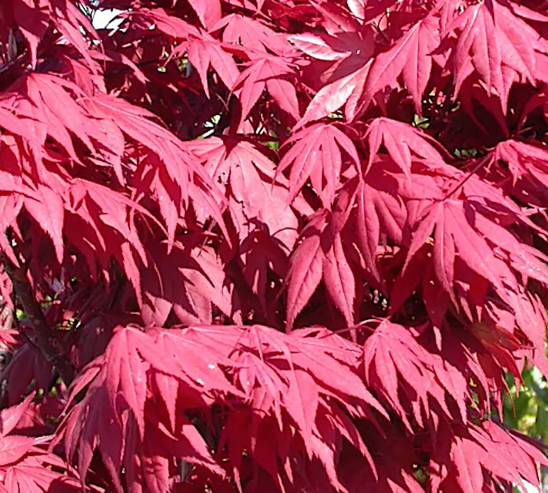 Acer palmatum O- Kagami v.9