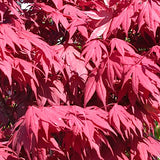 Acer palmatum O- Kagami v.9
