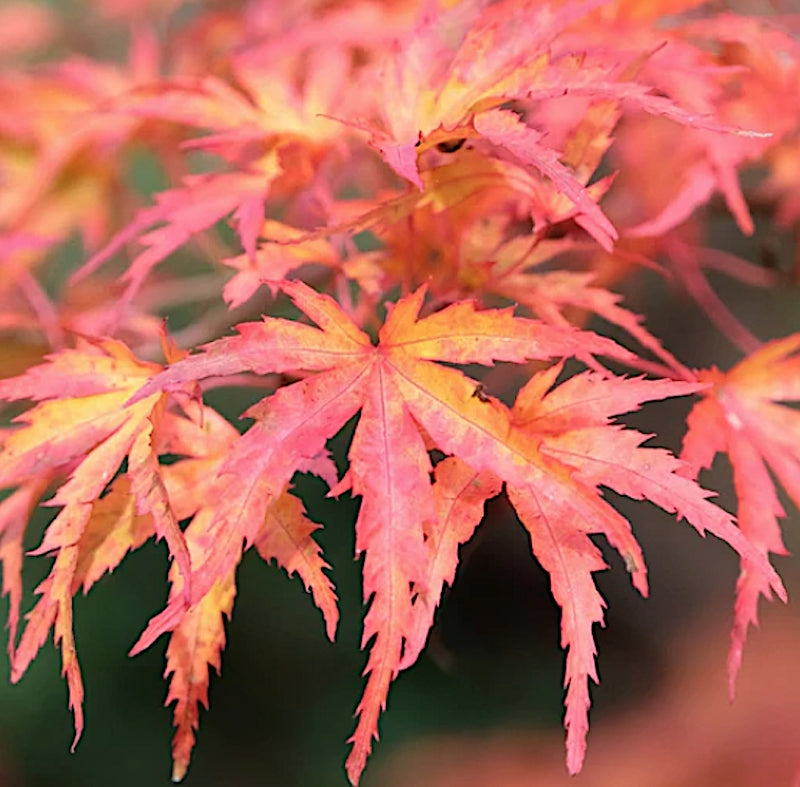 Acer palmatum Oregon Sunset v.9