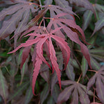 Acer palmatum Oregon Sunset v.9