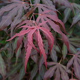 Acer palmatum Oregon Sunset v.9