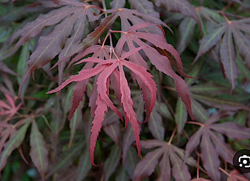 Acer palmatum Oregon Sunset v.9