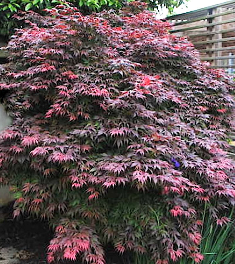 Acer palmatum Oregon Sunset v.9