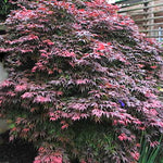 Acer palmatum Oregon Sunset v.9