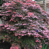Acer palmatum Oregon Sunset v.9