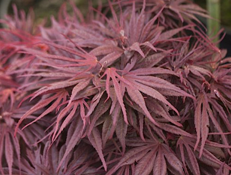 Acer palmatum Pevè Dave v. 9