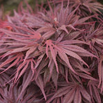 Acer palmatum Pevè Dave v. 9