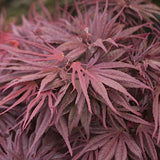 Acer palmatum Pevè Dave v. 9