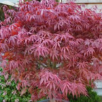 Acer palmatum Pevè Dave v. 9