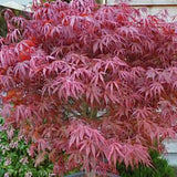 Acer palmatum Pevè Dave v. 9