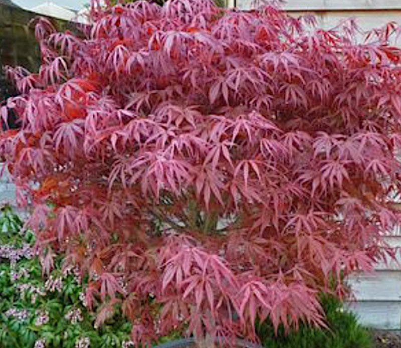 Acer palmatum Pevè Dave v. 9