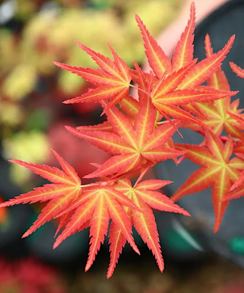 Acer palmatum Phoenix vaso 9 cm.  adatto per bonsaia
