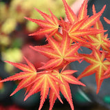 Acer palmatum Phoenix vaso 9 cm.  adatto per bonsaia