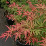 Acer palmatum Phoenix vaso 9 cm.  adatto per bonsaia