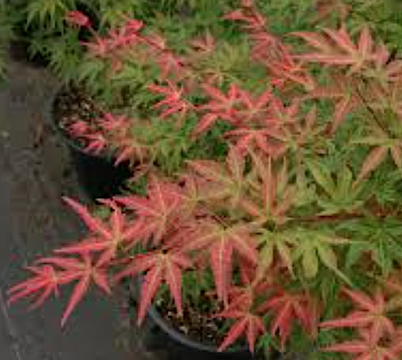 Acer palmatum Phoenix vaso 9 cm.  adatto per bonsaia