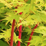 Acer Palmatum Red Wood v.9