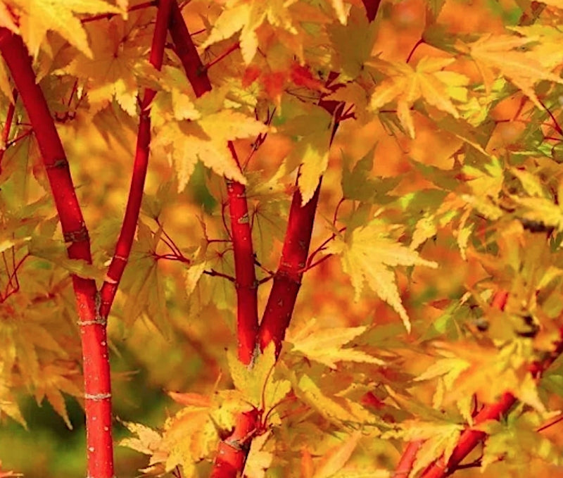 Acer Palmatum Red Wood v.9