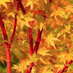 Acer Palmatum Red Wood v.9