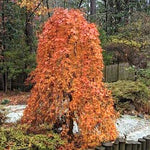 Acer Palmatum Ryusen v.9