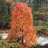 Acer Palmatum Ryusen v.9
