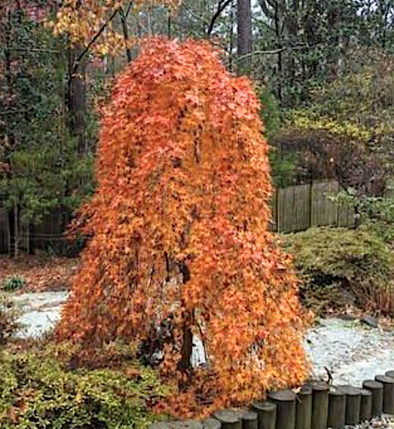 Acer Palmatum Ryusen v.9