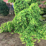 Acer Palmatum Ryusen v.9