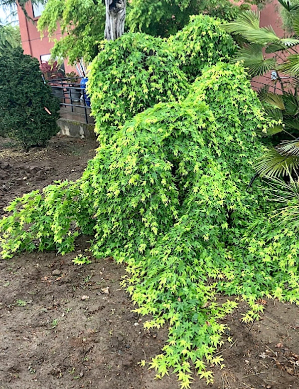 Acer Palmatum Ryusen v.9