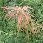 Acer Palmatum Scolopendrifolium v.9