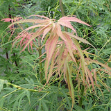 Acer Palmatum Scolopendrifolium v.9
