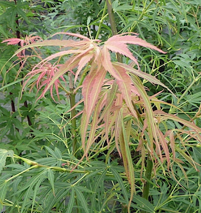 Acer Palmatum Scolopendrifolium v.9