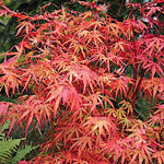 Acer Palmatum Scolopendrifolium v.9