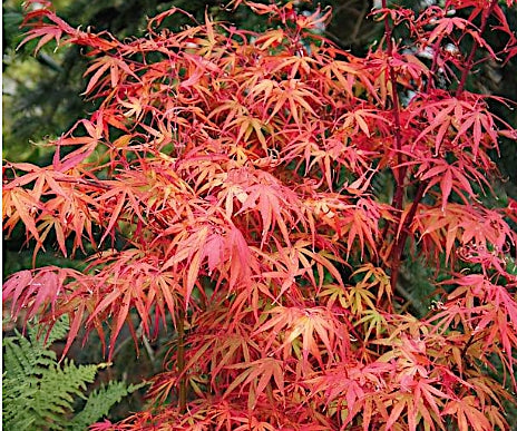 Acer Palmatum Scolopendrifolium v.9