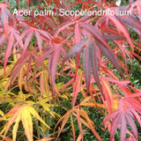 Acer Palmatum Scolopendrifolium v.9