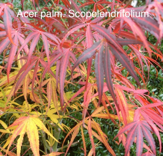 Acer Palmatum Scolopendrifolium v.9