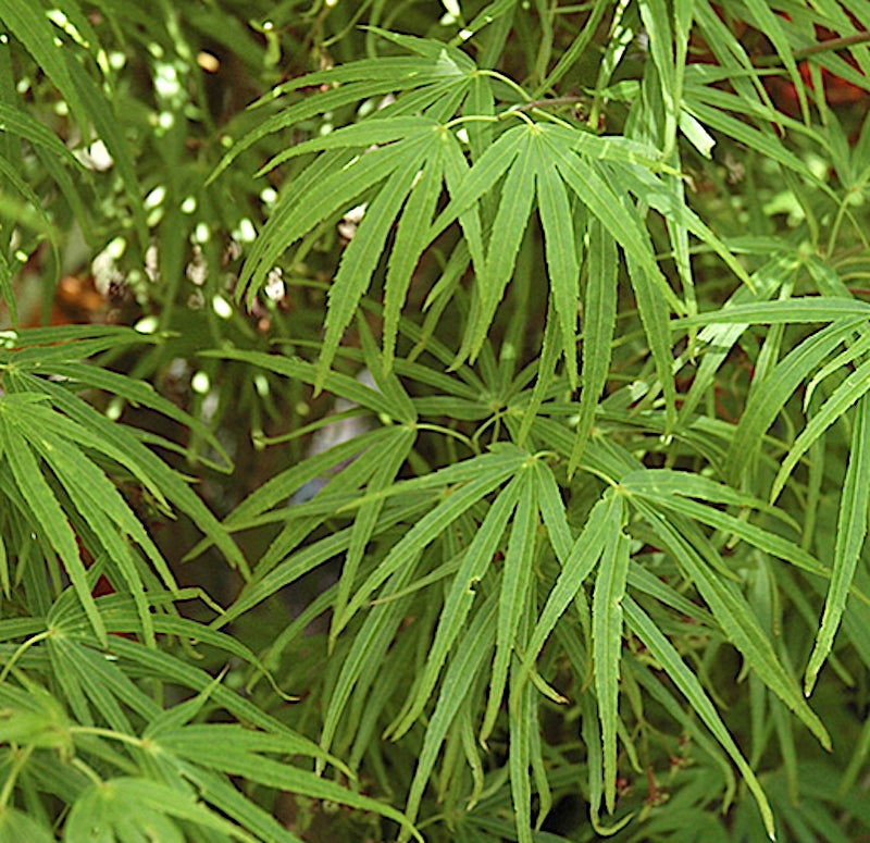 Acer Palmatum Scolopendrifolium v.9